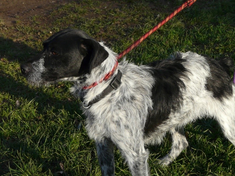 KESH - x pointer/griffon 2 ans - Spa de Poitiers (86) 669_f_15