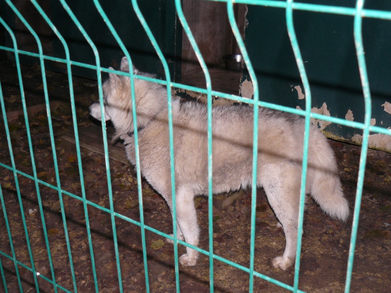 LOULOU Siberian Husky LOF, 3ans et demi, pas de chats REF:86 ADOPTE P1110013