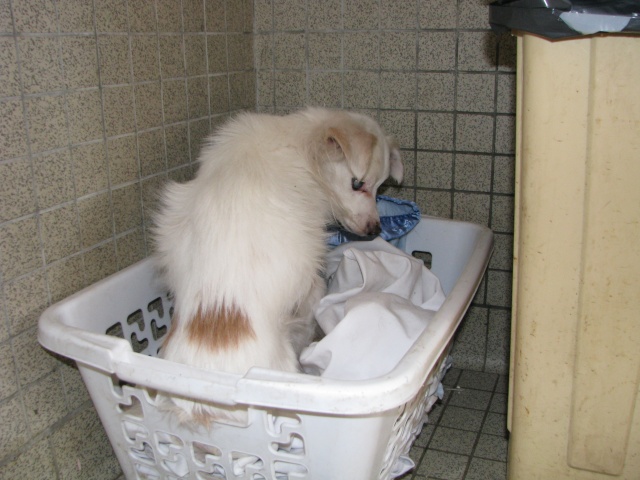 Spitz, 13 ans REF:31 DECEDE Img_3510