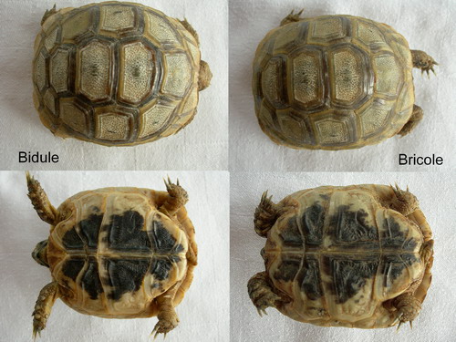 nouvelle "tortoise" Compar10