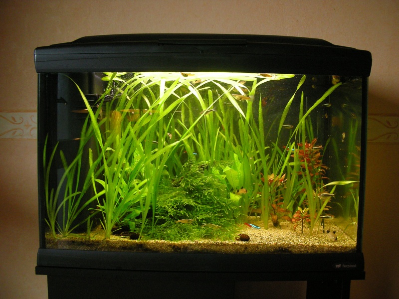 [Vends] Aquarium Ferplast Cayman 60 Prof+meuble [50] Img_aq10