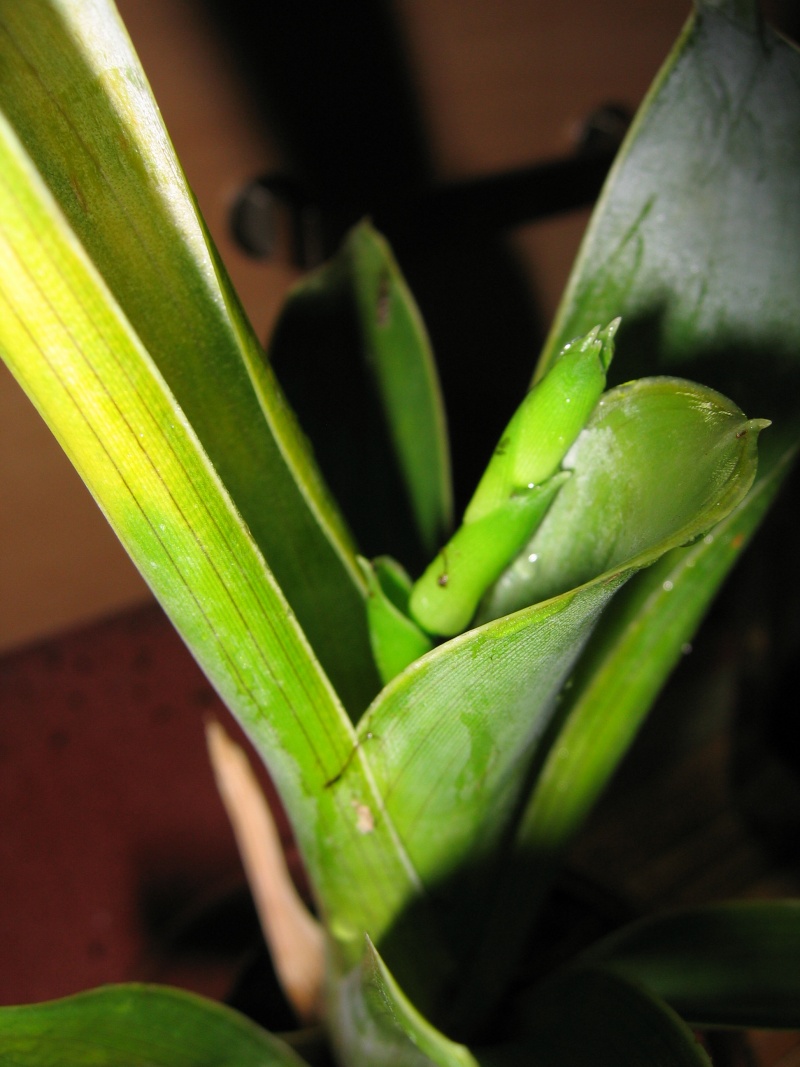 Brocchinia reducta Img_1139