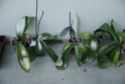 Orchidées malades Imgp5610
