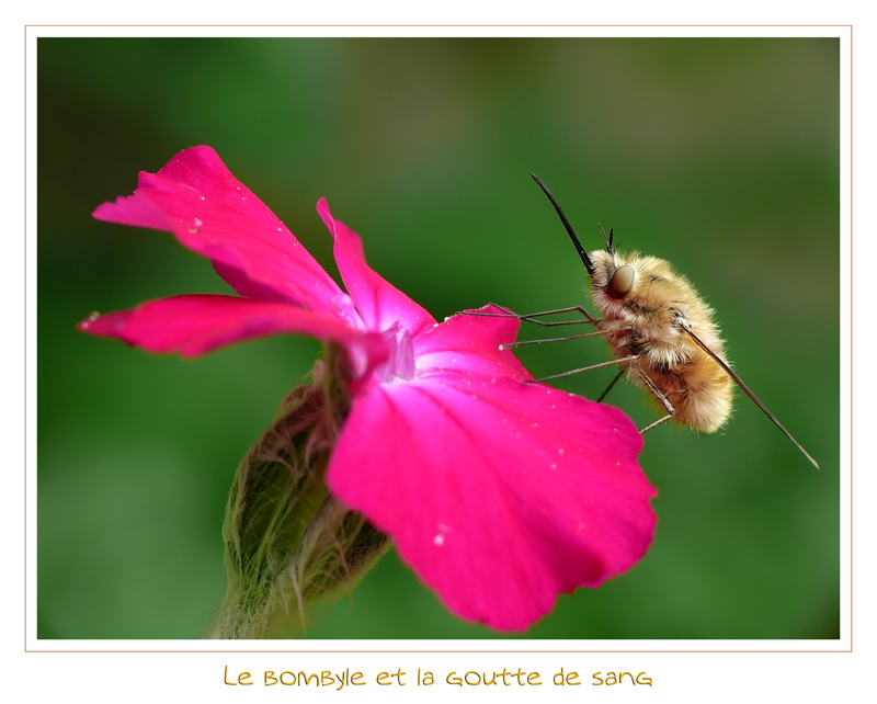 mouche d'or, [suite et fin ...] Bombyl10