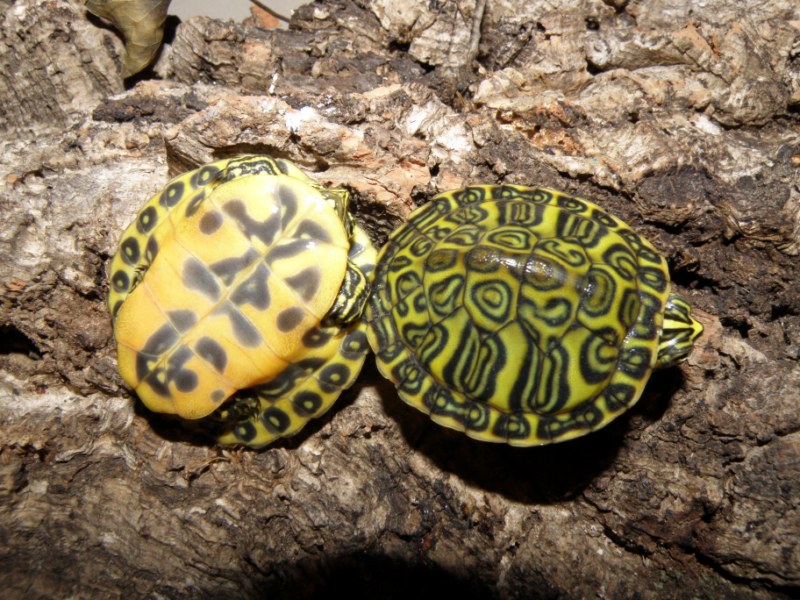 Mes tortues (kinos) Bb_nel10