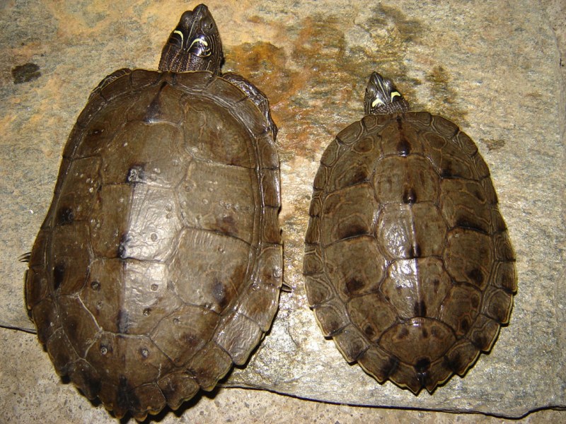 Mes tortues (kinos) Cpl_ps10