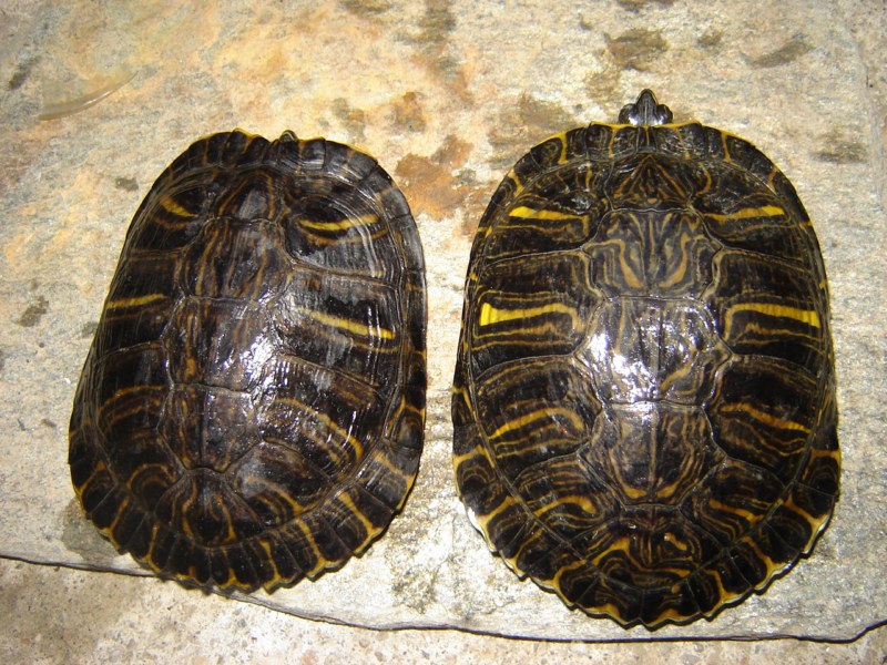 Mes tortues (kinos) Cpl_tr10