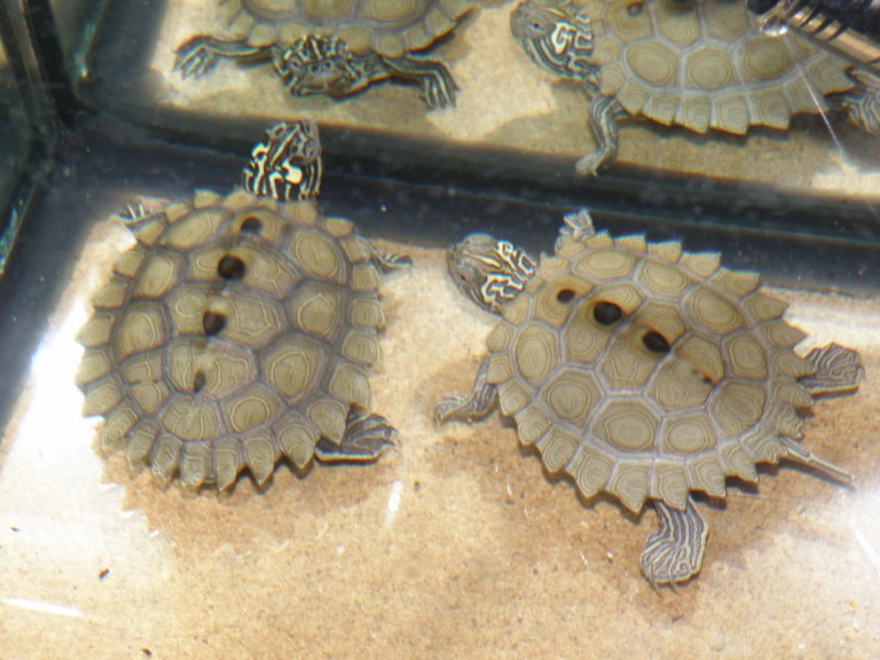 Mes tortues (kinos) Grapte15