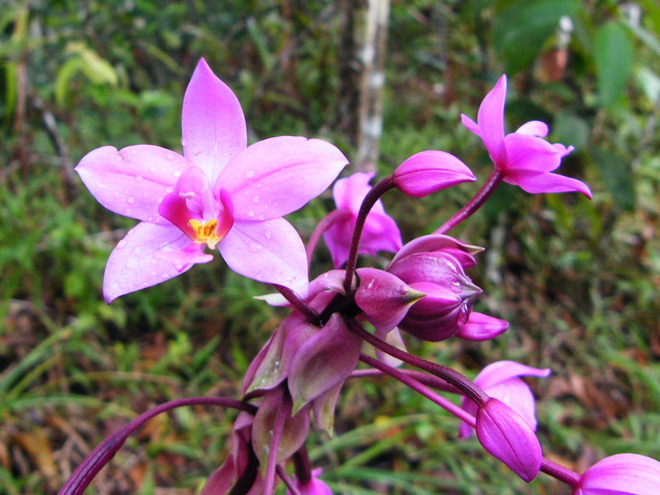 Spathoglottis plicata Dscf9410