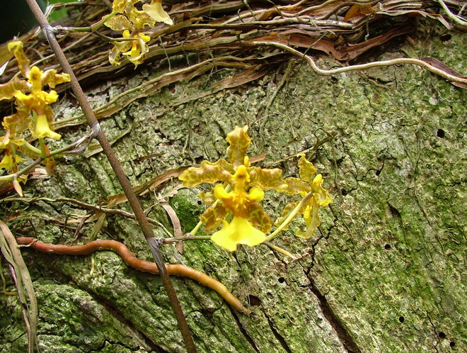 Orchidées de Guadeloupe, encore. Dscf9910