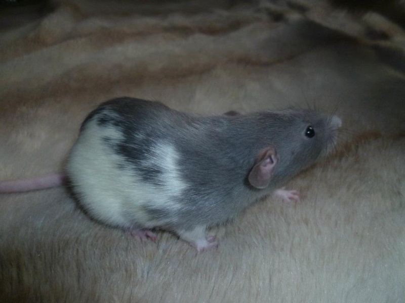 Un petit ratoux ou ratonne DU (59 ) 41685710