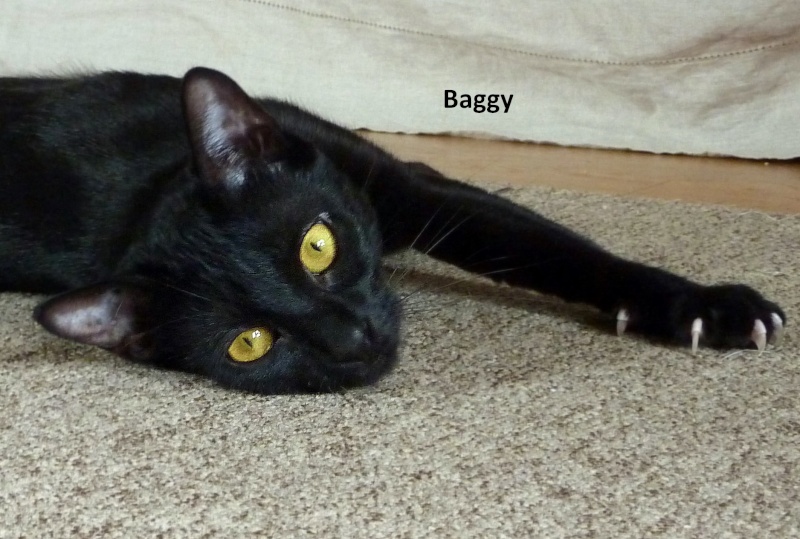 Baggy, petite chatte noire à adopter !! Baggy10