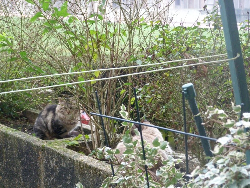 Jeune chaton trouvé  à Montigny le Bx ! P1010711