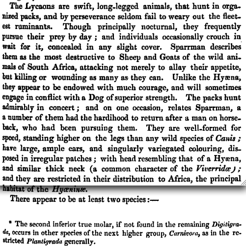 Lycaon et crocutte des Indes et de l'Ethiopie Image_40