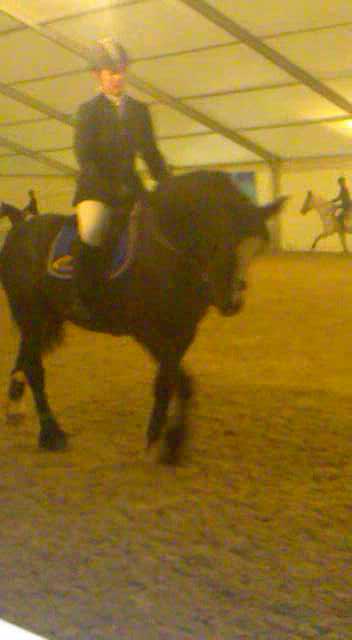 Dancer cheval irish cob (sport) A_clas22