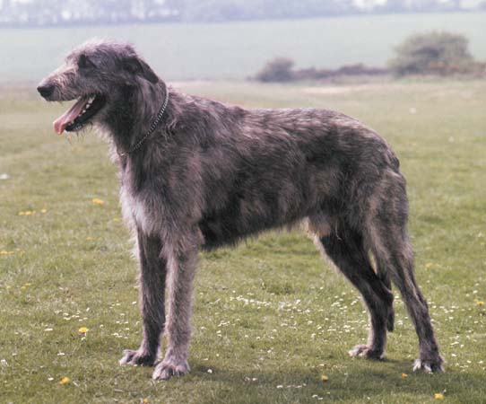 Avoir un chien a la maison+ autres animaux? Image10