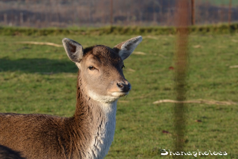 Mes deux folles + Didile :p Dsc_0088