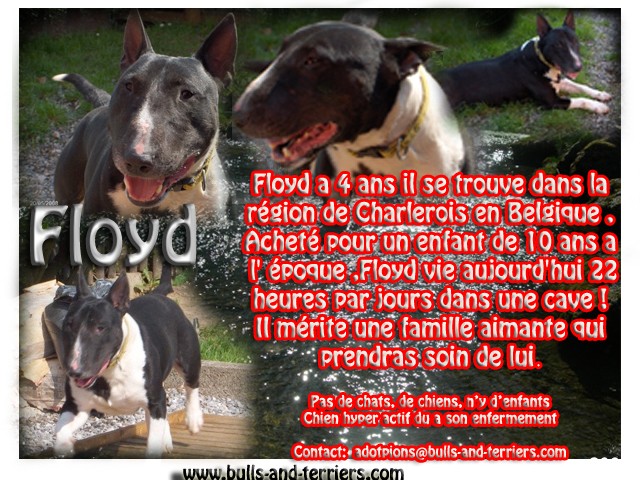 FLOYD Bull Terrier Floyd10