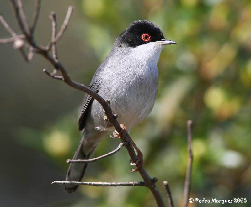 Sylvia melanocephala. Img_4812