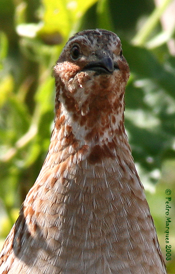 Coturnix coturnix. Img_5813