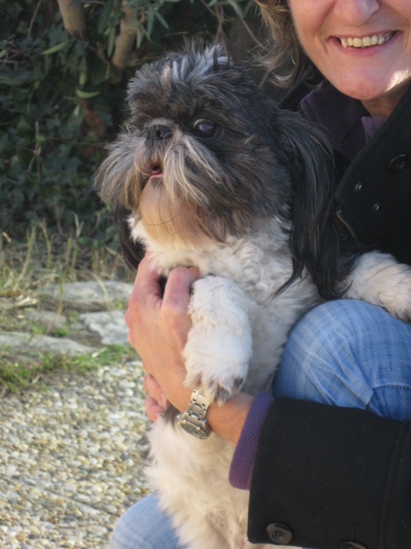 DANDI - Shi Tzu - 3 ANS  611