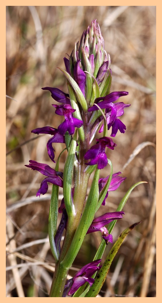 Majorque du 12 au 19 avril 2012. 2) Taxons hors Ophrys A_robu10