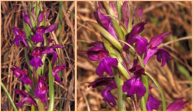Majorque du 12 au 19 avril 2012. 2) Taxons hors Ophrys A_robu11