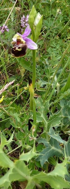 Ophrys aegirtica ( Ophrys du Gers ) Aegirt10