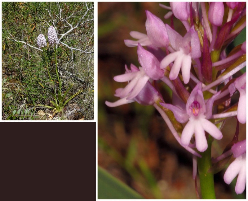 Majorque du 12 au 19 avril 2012. 2) Taxons hors Ophrys Anacam11