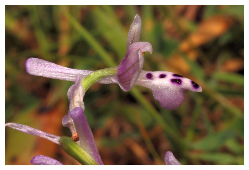 Majorque du 12 au 19 avril 2012. 2) Taxons hors Ophrys Anacam14