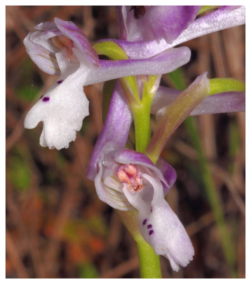 Majorque du 12 au 19 avril 2012. 2) Taxons hors Ophrys Anacam15