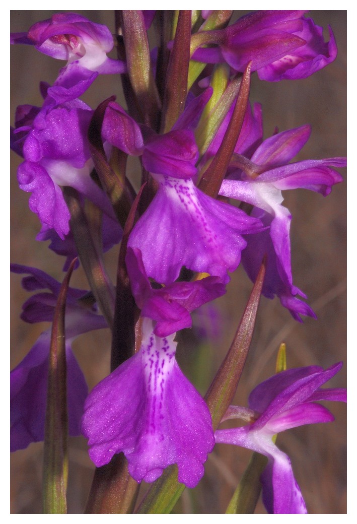 Majorque du 12 au 19 avril 2012. 2) Taxons hors Ophrys Ar_01610