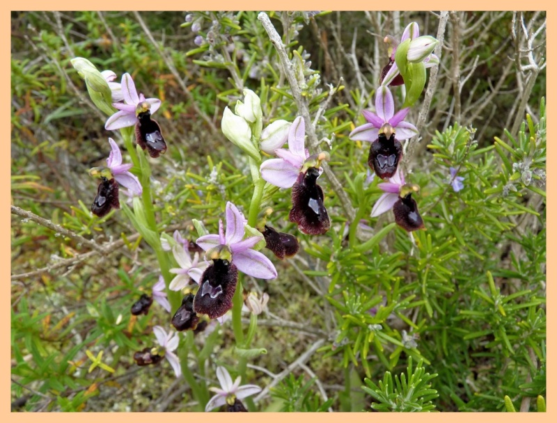 Majorque du 12 au 19 avril 2012. 1) Les Euophrys Balear10