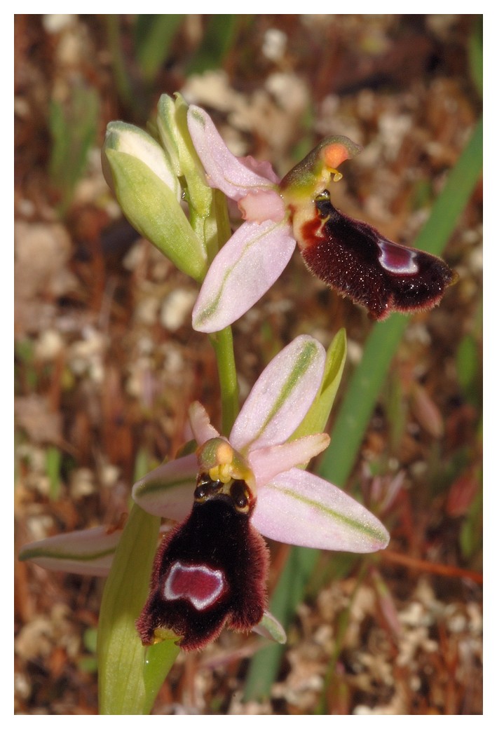 Majorque du 12 au 19 avril 2012. 1) Les Euophrys Balear11