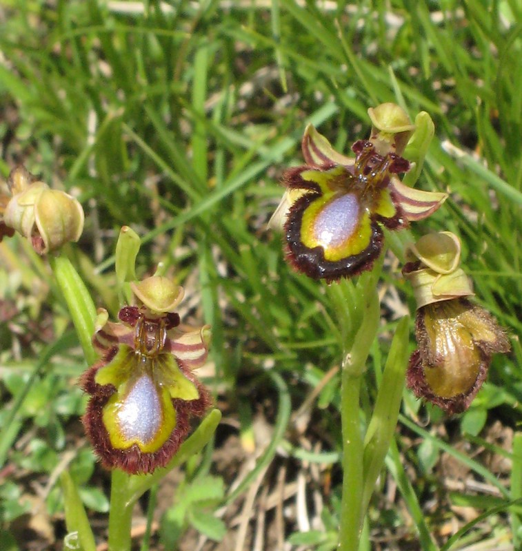 Ophrys speculum( Ophrys miroir ) Ciliat10