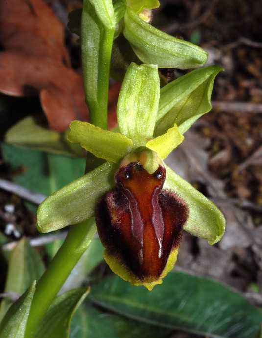 Ophrys aranifera ( = sphegodes , Ophrys araignée ) Dsc_0013