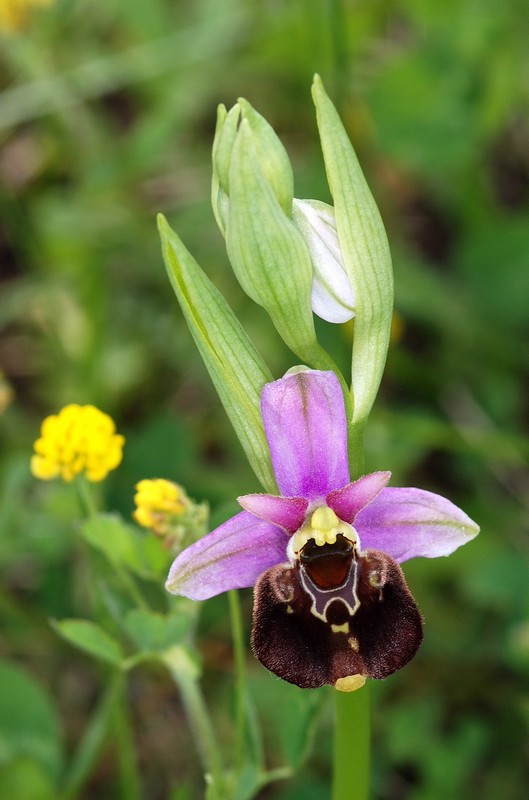 Ophrys fuciflora ( Ophrys frelon  ) Dsc_0023
