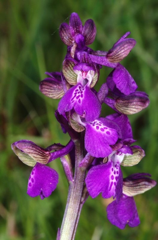 Anacamptis morio ( Orchis bouffon ) Dsc_0030