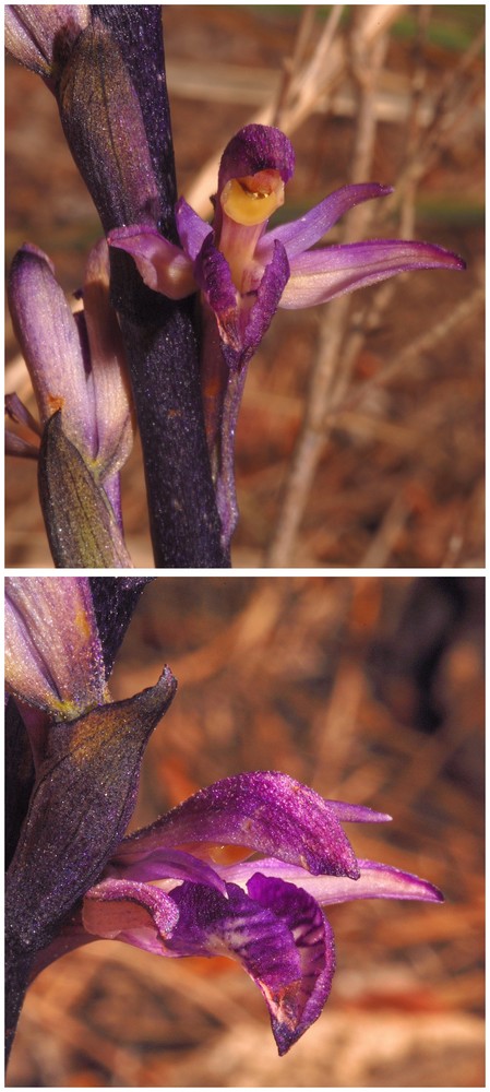 Majorque du 12 au 19 avril 2012. 2) Taxons hors Ophrys Limodo10