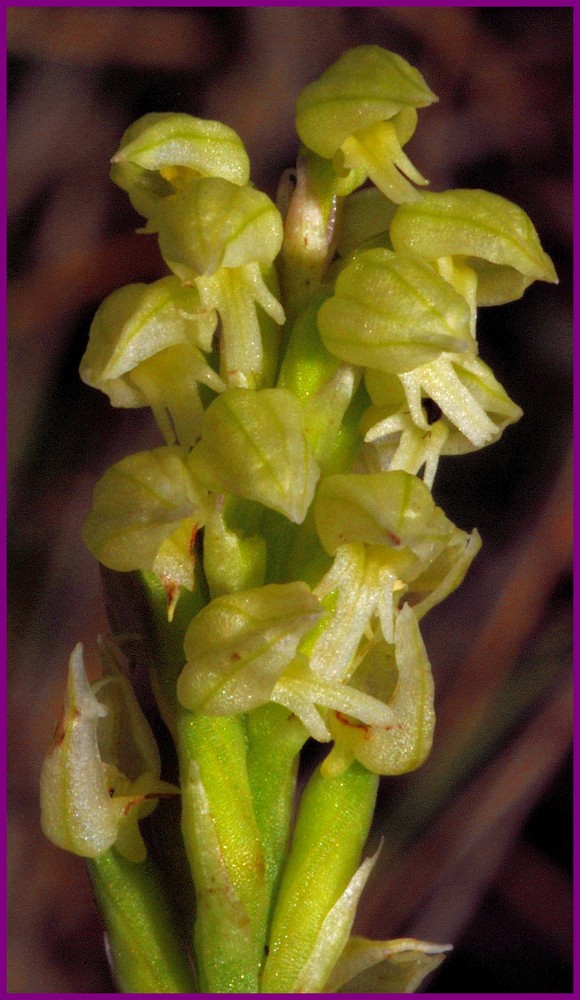 Majorque du 12 au 19 avril 2012. 2) Taxons hors Ophrys Neotin11
