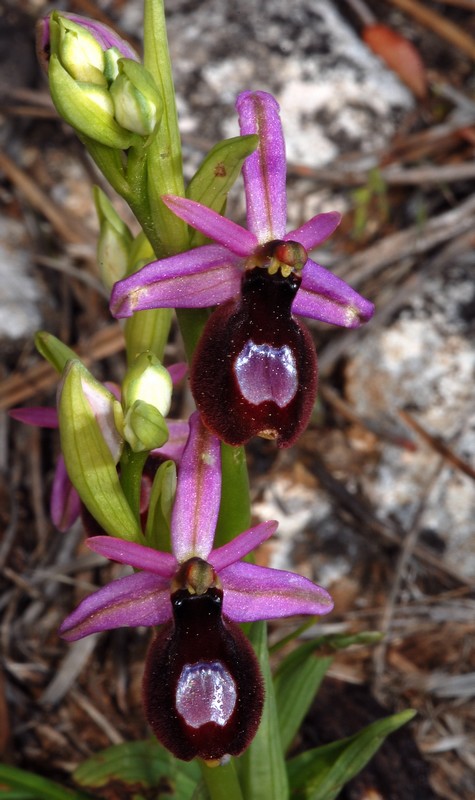 Ophrys bertolonii saratoi ( O. drumana ) O_drum10