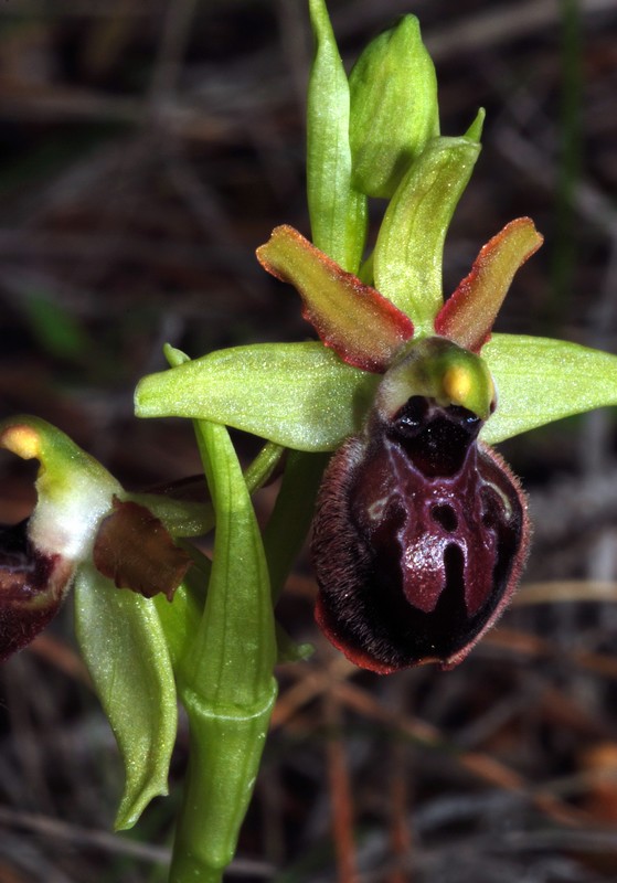 Ophrys passionis ( Ophrys de la Passion ) O_pass10