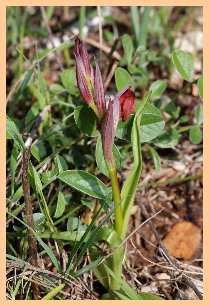 Majorque du 12 au 19 avril 2012. 2) Taxons hors Ophrys Serapi10