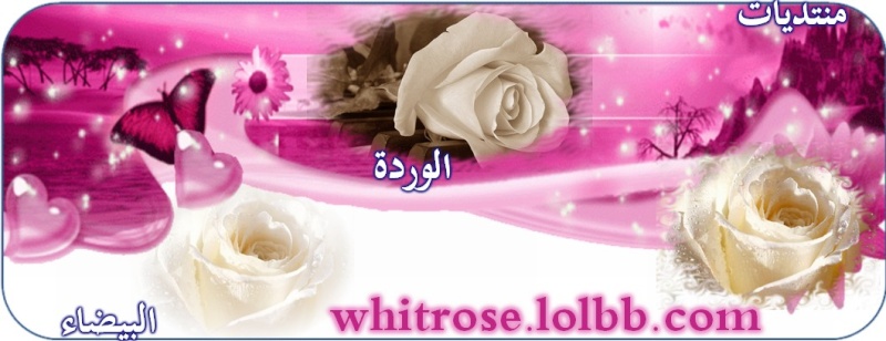 ما معنى الوردة البيضاء موقع لحظات