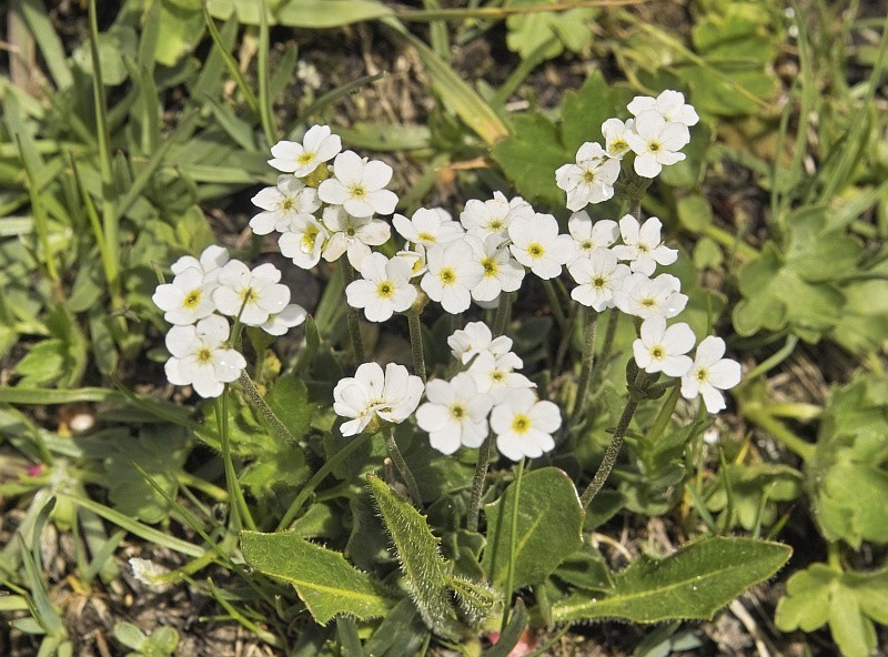 La flore en Haute Tarentaise - Page 2 Andros10