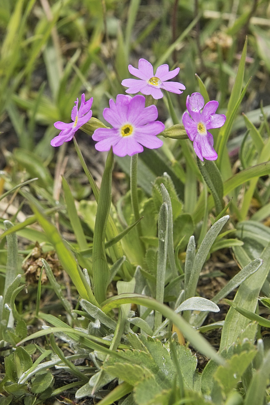 La flore en Haute Tarentaise - Page 2 Primev10