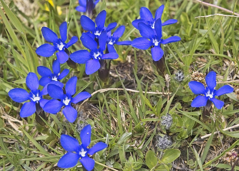 La flore en Haute Tarentaise - Page 2 Printa10