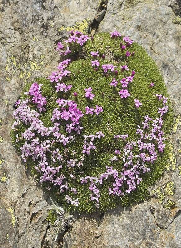 La flore en Haute Tarentaise - Page 2 Silene10