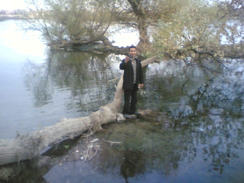 شجرة ممدودة في الماء Image011