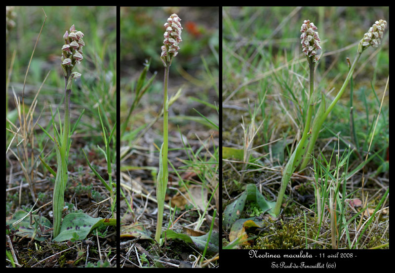 Neotinea maculata ( Orchis intact ) Neotin11